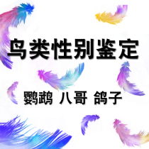Jinpeng bird DNA check card parrot sex double virus identification (Xuanfeng peony starlet brother pigeon)