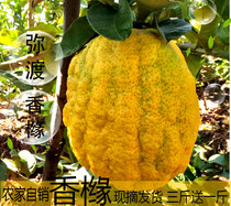 Yunnan Dali Citron Fruit Fresh Bergamot Fruit Farmhouse Special Products Xiangyuan Fresh Fruit Citron Supply Fruit Water Edible Agricultural Products