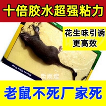 10 large number of rats post home one nest end catch rat catch and catch rat god Mighty Force Glue Stick to Sticky Rat Board