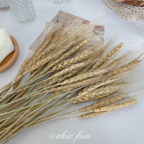 chic fun natural wheat ear dried flower bouquet barley garden decoration gift shooting props Rice ear photo real flower