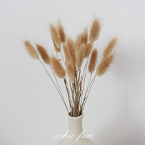 chicfun rabbit tail grass dried flowers ins style decoration full of stars real flowers living room decoration air-dried natural cotton bouquet