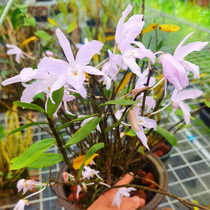 Fen Guangdong Dendrobium pink flower Sichuan big flower rare variety is very good to raise orchid epiphytic