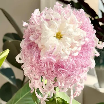 激レア新品予告 雪粉黛　大菊 ピンクorホワイト 菊の花 鹅毛粉黛菊苗-鹅毛粉黛菊苗促销价格、鹅毛粉黛菊苗品牌- 淘宝