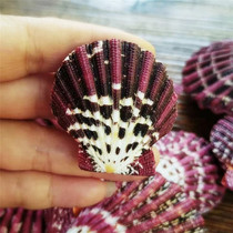 Natural conch shell 5cm oil painting sea fan clam aquarium Mediterranean home decoration ocean wind home veneer wall