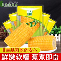 Authentic northeast farmer yellow glutinous corn section 100g * 10 bags of sticky waxy fresh fragrance heated ready-to-eat low-fat corn cob