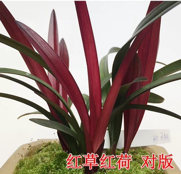 中国春蘭　銘品「光宮」二株一括出品　　富貴蘭　万年青　寒蘭 中国春蘭 銘品「光宮」二株一括出品 富貴蘭 春蘭 万年青