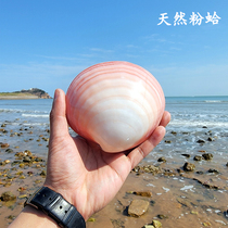 Natural oversized pink clam large shell conch fish tank landscaping natural shell birthday gift Sea Star creative decoration