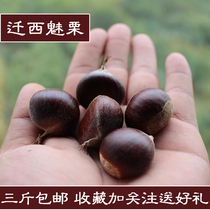 3 pounds of Qianxi chestnuts fresh fresh Kuancheng farm chestnuts Hebei oil chestnuts delicious sweet and waxy Yanshan