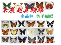 Missing tentacles Butterfly specimens Practice hand miscellaneous butterflies Unexpanned wings A-phase varieties randomly develop popular science teaching
