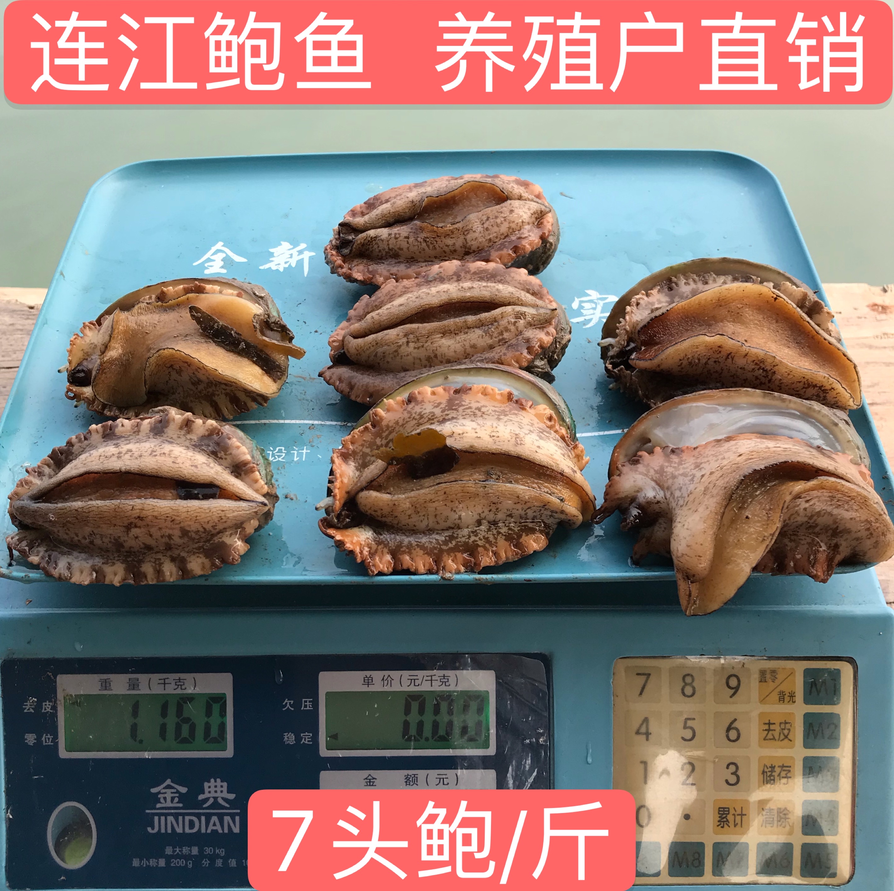 Lianjiang abalone fresh live frozen 7 abalone 1 catty fresh ready-to-eat Buddha jumping over the wall farmers direct SF