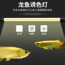 Philips 865 red dragon Golden Arowana special light T8 diving light Fish tank aquarium waterproof medium lighting brightening light