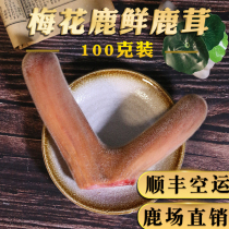 Jilin sika deer antler slices authentic fresh deer antler bubble wine soup fresh deer antler with blood pruning can cut with blades