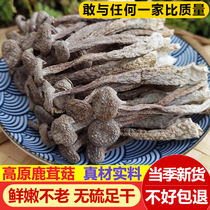 Yunnan special-grade antler mushroom dry goods 500g fresh official flagship store sold separately morel mushroom cordyceps flower mushroom soup bag