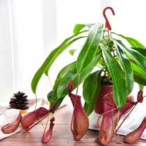 Nepenthes potted fly-eating cordyceps Green plant Mosquito repellent fly-catching fun insect-eating plant (with hanging pot)