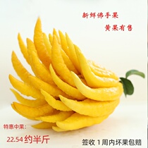 Jinhua Bergamot fresh bergamot bergamot green fruit yellow fruit fragrant fragrant viewing picking and hair for the Buddha
