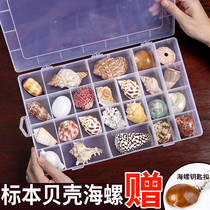 Shell conch science material boutique specimen snail Storage Set gift box kindergarten Marine Life Collection
