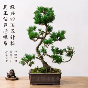 五针松盆栽-五针松盆栽促销价格、五针松盆栽品牌- 淘宝