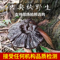 Guizhou pure wild ganoderma lucidum dried whole black Nyingchi can be sliced and powdered to brew wine Natural purple ganoderma lucidum 250g