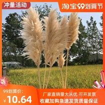New product Net Red big Reed Pu Reed dried flower eternal Bouquet decoration super fluffy wedding shooting props landing