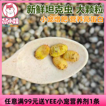 Tank Worm Ocean Spicy popsicles Yang pull tank Nutrition Long Fat Mahoney Bags Hedgehog Hamster Hamster Flowers and Squirrel