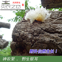  Yanongs love Shennongjia wild silver fungus dry goods farm snow fungus glutinous small flower white fungus sulfur-free 250g