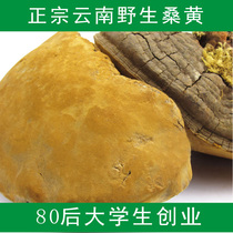 Yunnan wild Mulberry yellow Ganoderma lucidum Wild Ganoderma lucidum Mulberry tree Mulberry yellow natural can be sliced 500 grams