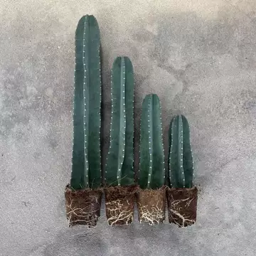 量天尺仙人柱盆栽-量天尺仙人柱盆栽促销价格、量天尺仙人柱盆栽品牌- 淘宝
