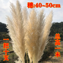 Reed dried flower spike natural 10 large reed net red Pu Reed wedding dried flower floor decoration shooting props