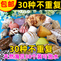 Natural conch shells 30 non-repeat conch shells fish tank landscaping big conch shell set