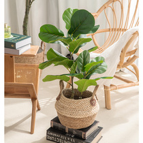 Nordic style simulation green plant qin leaf banyan monstera small potted plant fake green plant decoration decoration fake flower simulation flower decoration