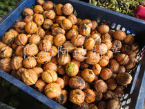Fresh walnut handmade green skin 2021 Shaanxi Qinling specialty thin skin original tender wet walnut