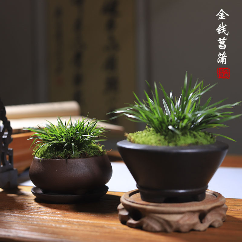 菖蒲盆景文人款-菖蒲盆景文人款促销价格、菖蒲盆景文人款品牌- 淘宝