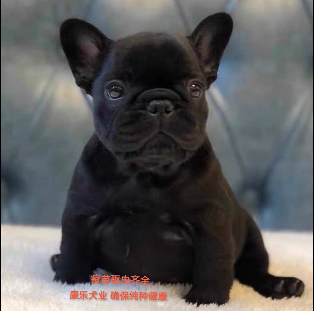 美丽的法国斗牛犬被彩虹旗包裹着象征着同性恋者看着摄像机的权利被蓝色背景隔离了Lgbt概念——图库图片© jcalvera #356207282, image size:1080x1070