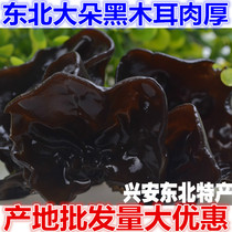 Northeast Daxinganling specialty black fungus natural large fungus rootless new dry goods