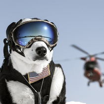 American RexSpecs Rex Pes Dog Goggles Windproof Sand Pet Supplies Golden Hair Border Dog Glasses