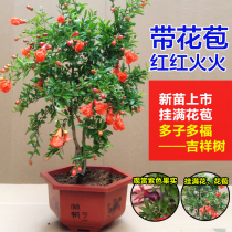 Pomegranate flower pot planting Ornamental fruit tree seedlings Indoor bonsai four seasons flowering plants Outdoor courtyard balcony green plant flowers