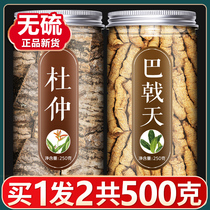 Eucommia ulmoides 500g special soup non-wild wine medicinal herbs skin salt powder fried eucommia ulmoides tea