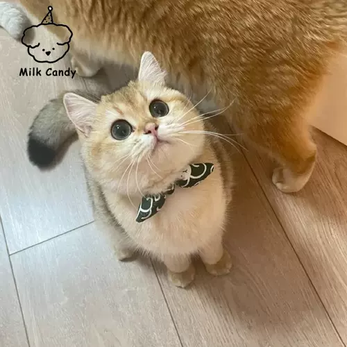 Чокер, шарф, декор, галстук-бабочка, слюнявчик, нагрудник