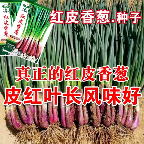 Семена зеленого лука с красным кожей.