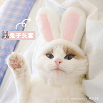 Invincible cat pet rabbit Cat headgear Cute hat Adult rabbit ears Cat Rabbit shape English short dress cute rabbit
