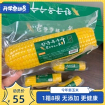 Zhang Qishou Korean grandfather yellow glutinous corn vacuum packaging delicious not greasy soft glutinous sweet pregnant woman baby coarse grain