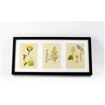 (Recommended by Poly) 1812 copperplate etching hand-colored museum prints set of three pieces
