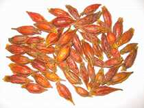 Chinese herbal medicine special grade Gardenia Mountain Gardenia fried Gardenia Gardenia 500g