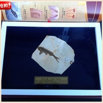 Biological fossils Liaoxi natural paleontological fossil collection fish fish fossil book box fish fossil gift box