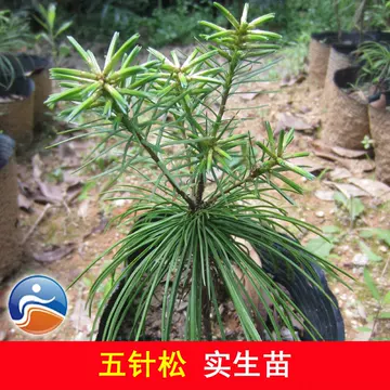 五针松精品盆栽-五针松精品盆栽促销价格、五针松精品盆栽品牌- 淘宝