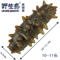 Wild Island Sea Cucumber Deep Sea Wild Instant Sea Cucumber Wild Sea Cucumber Gift Box 500g Shunfeng
