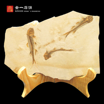 Liaoxi ancient biological Wolf fin fish fossil specimen original plate ornamental strange stone ornamental stone ornamental animal fossil group fish original stone support