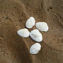 Natural shell conch white coconut shell 2-3cm floor wedding shooting props fish tank decoration home ornaments