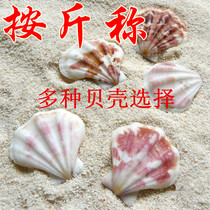 According to the weight of 500 grams a catty of natural conch shell coral fish tank landscaping home decoration platform wedding props DIY