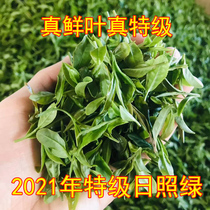 Premium Rizhao green tea 2021 new tea strong chestnut incense high mountain cloud bulk bag 500g self-produced and sold